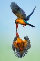 Lednacek gurial - Pelargopsis capensis - Stork-billed Kingfisher 9915